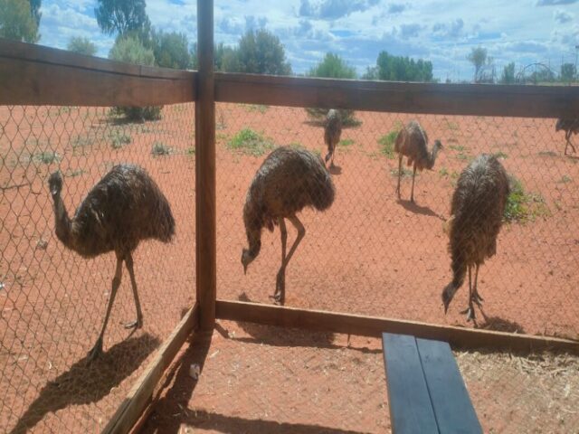 Australia dzien 223 (33)