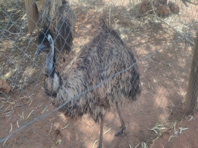 Australia dzien 223 (37)