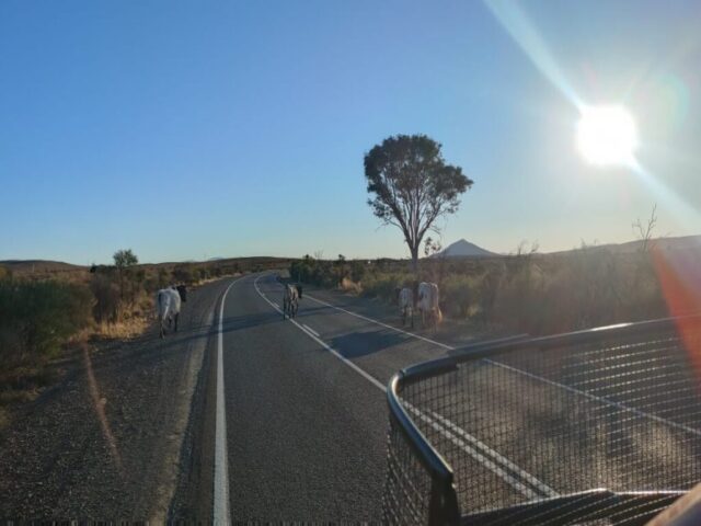 Australia dzien 227 (200)
