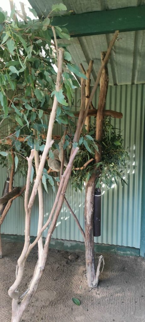 Australia dzien 238 (132)