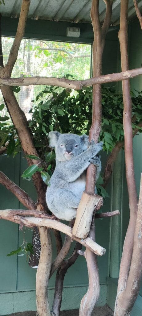 Australia dzien 238 (224)