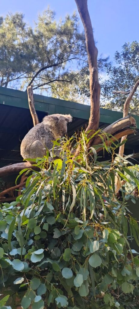 Australia dzien 238 (238)