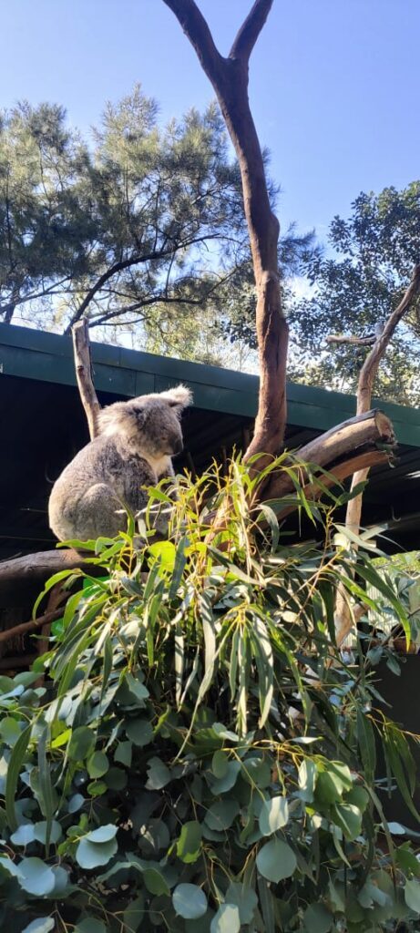 Australia dzien 238 (239)