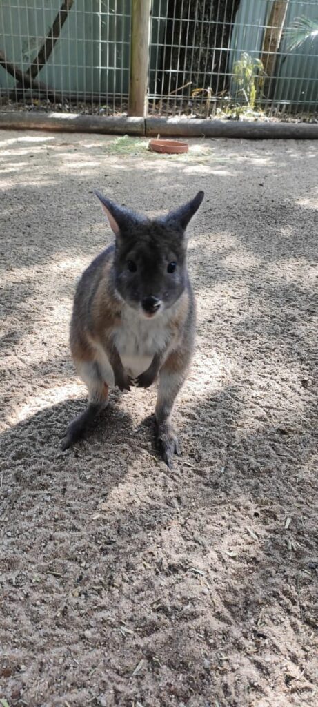 Australia dzien 238 (256)