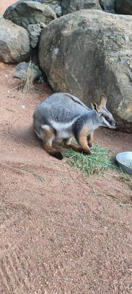 Australia dzien 238 (42)