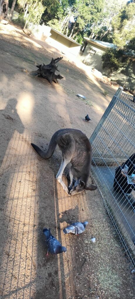 Australia dzien 238 (54)
