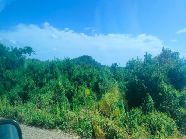 Nayarit dzien 325 (86)